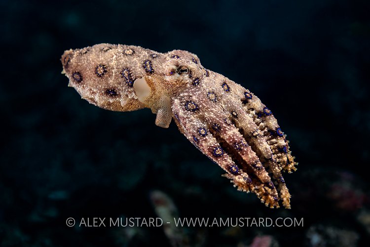 Blue Ring Swimming. Indonesia