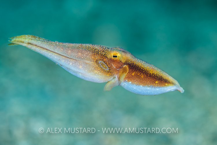 Mototi Motoring. Indonesia