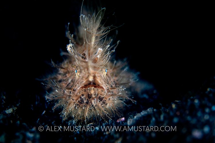 Hairy Portrait. Indonesia
