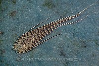 Mimic Octopus On The Move. Indonesia