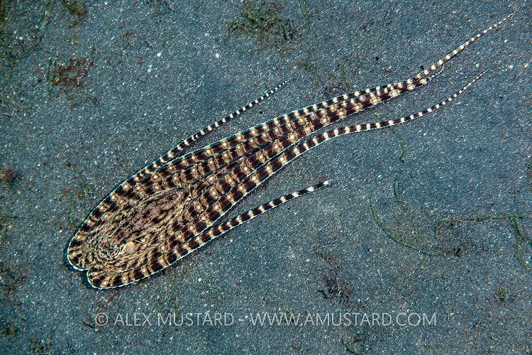 Mimic Octopus On The Move. Indonesia