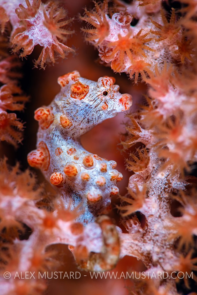 Pygmy Pose. Indonesia