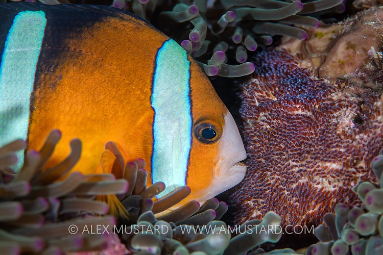 Anemonefish With Eggs. Indonesia