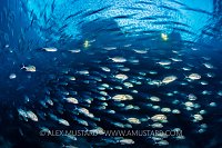 Rush Hour School. Indonesia