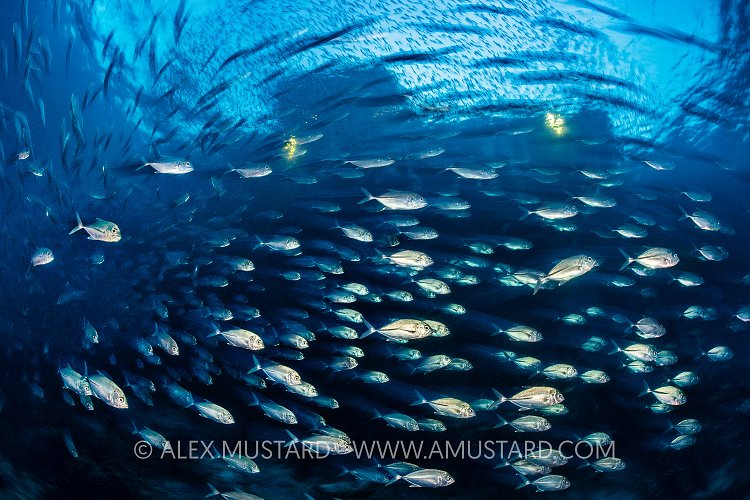 Rush Hour School. Indonesia
