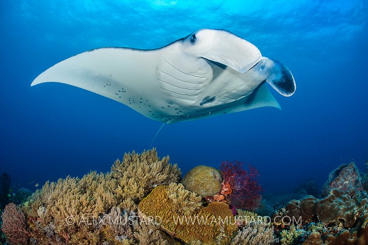 Manta Over Reef. Indonesia