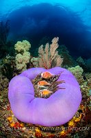 Anemonefish On Reef. Indonesia