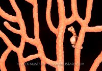 Pygmy Seahorse On Fan. Indonesia