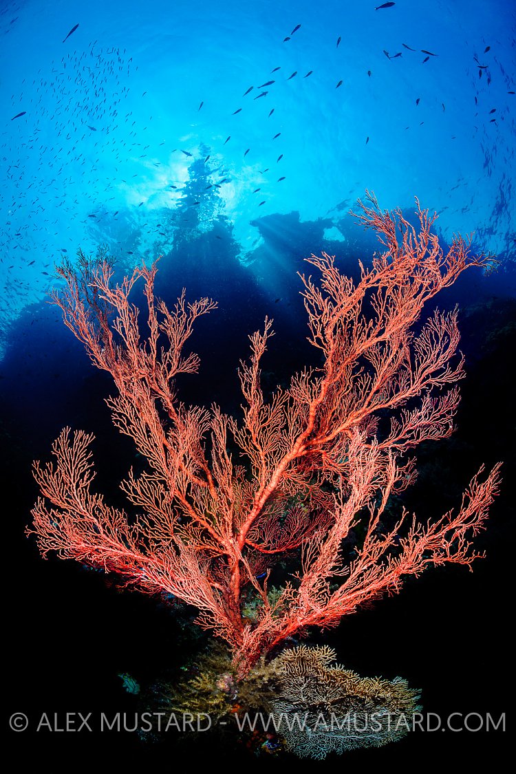 Seafan In Sunbeams. Indonesia