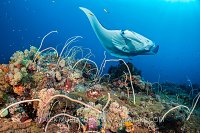 Manta Over Reef. Indonesia