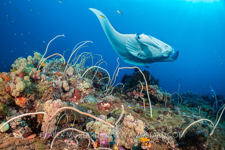 Manta Over Reef. Indonesia