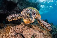 Hawksbill In The Shallows. Indonesia