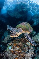 Hawksbill In The Shallows. Indonesia