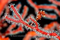 Pygmy Seahorse On Fan. Indonesia