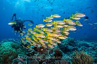 Snappers And Snapper. Alex