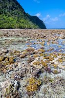 Corals Exposed At Low Tide. Indonesia