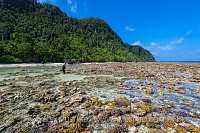 Corals Exposed At Low Tide. Indonesia