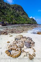 Corals Exposed At Low Tide. Indonesia