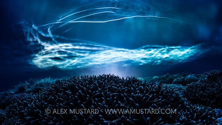 River Of Fish. Indonesia