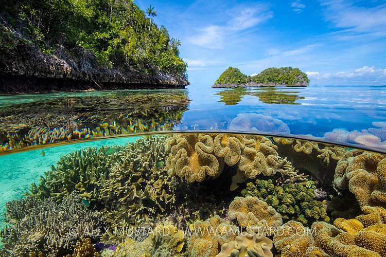 Leather Corals In Shallow Water. Indonesia