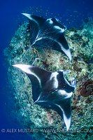 Pair of Mantas. Indonesia