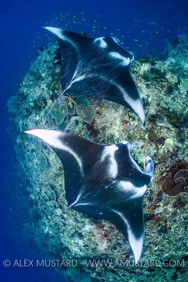 Pair of Mantas. Indonesia