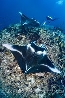 Pair of Mantas. Indonesia