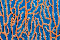 Pygmy Seahorse On Fan. Indonesia