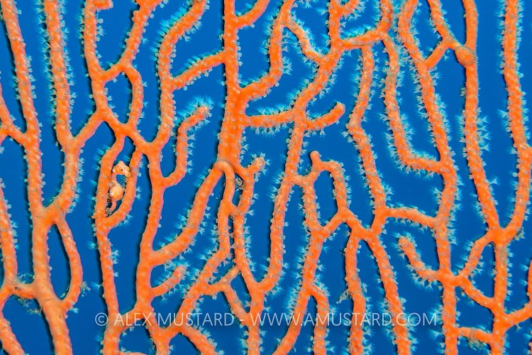 Pygmy Seahorse On Fan. Indonesia