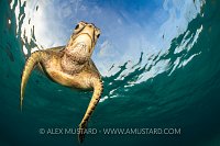 Green Turtle. Indonesia