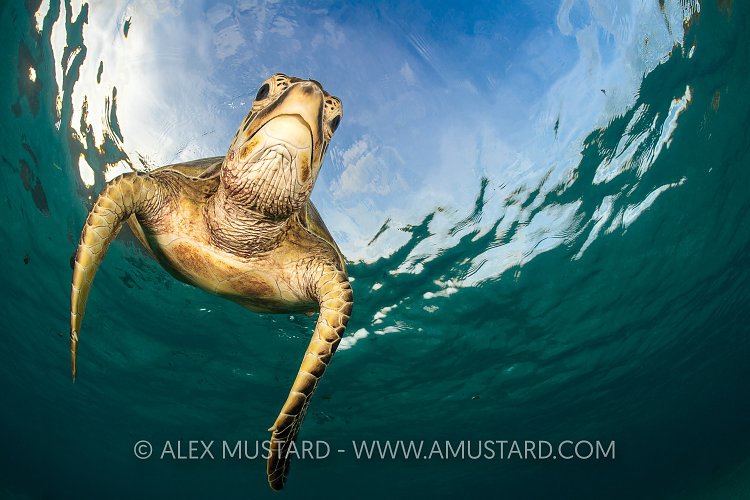 Green Turtle. Indonesia