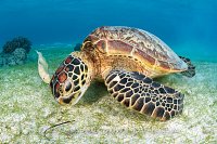 Get Off My Land! Indonesia