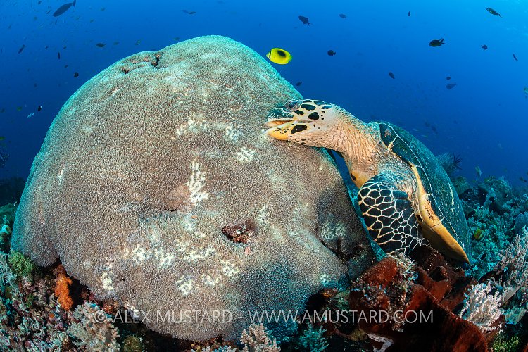 Turtle Feeding. Indonesia