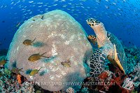Turtle Watching The World Go By. Indonesia