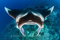 Manta Portrait. Indonesia