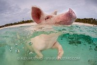 Swimming pig. Bahamas.