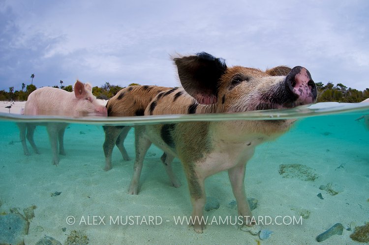 Pigs in the sea. Bahamas.