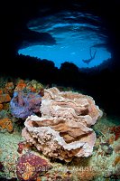 Sponges in Thunderball Cave. Bahamas