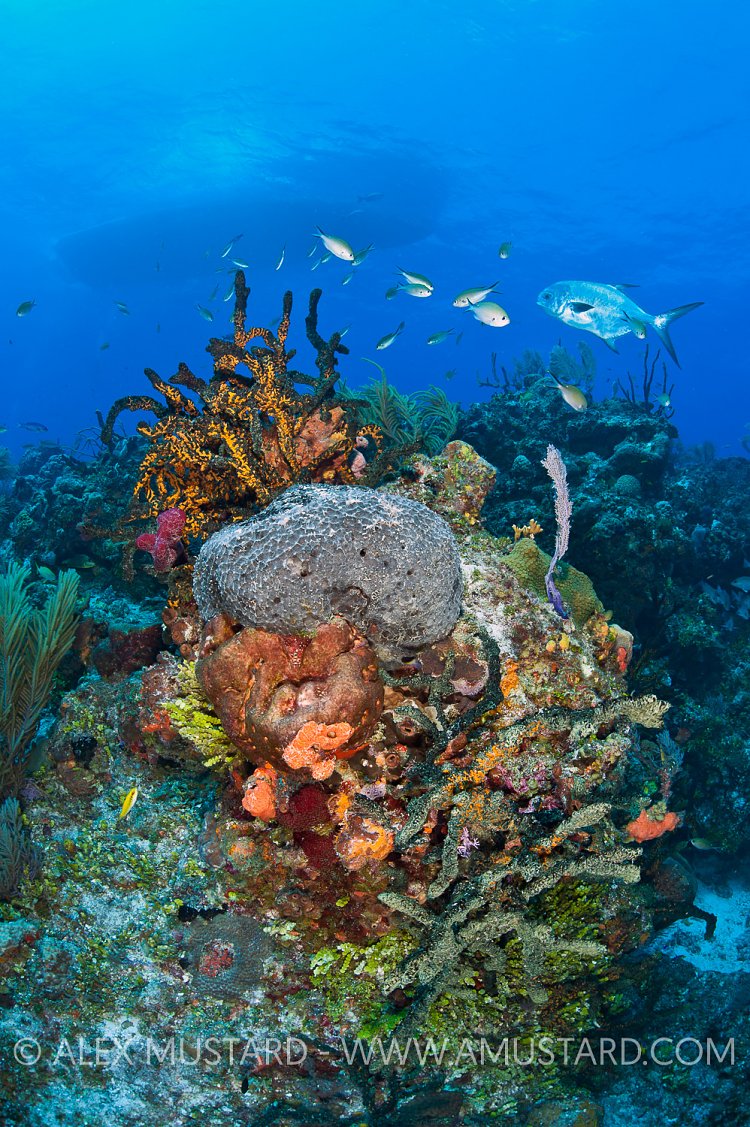 Reef Scene. Bahamas