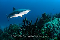 Remotely Lit Shark. Bahamas