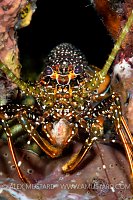 Spotted Spiny Lobster. Bahamas