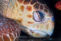 Sleeping Loggerhead. Bahamas