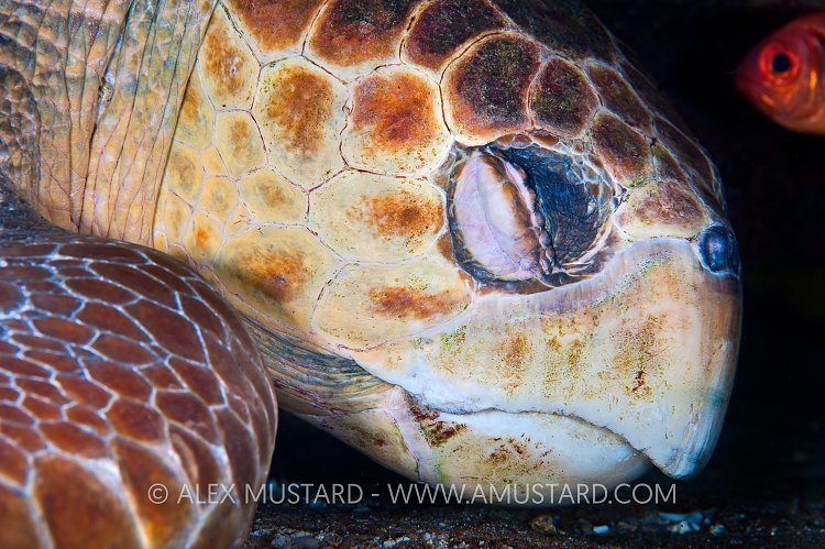 Sleeping Loggerhead. Bahamas