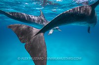 Dolphins. Bahamas