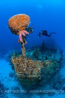 Wreck Diver. Bahamas