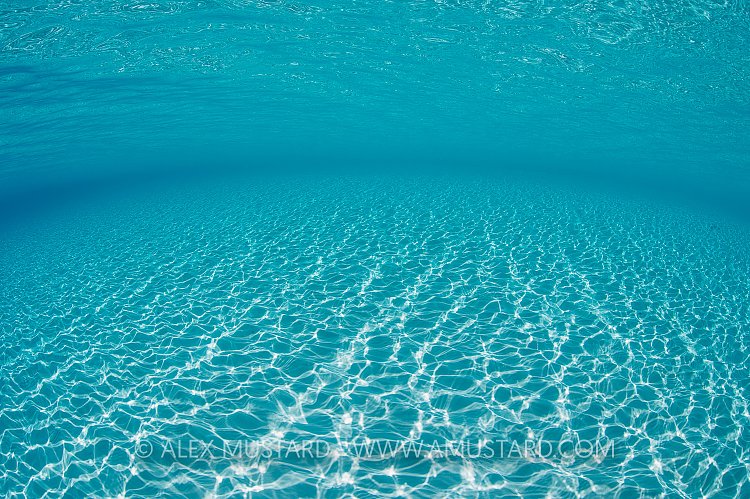 Shallow Sandy Seabed. Bahamas