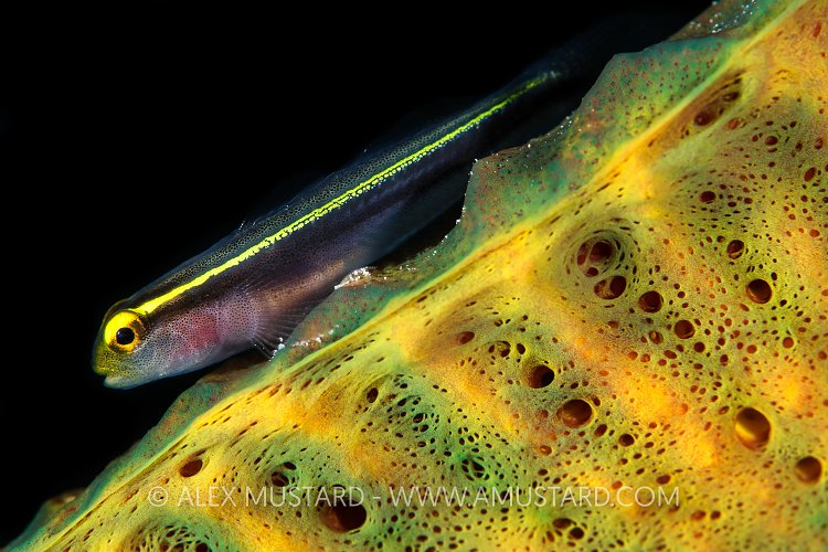 Goby On Sponge. Bahamas.