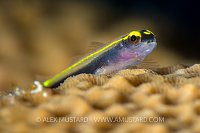 Spotlight Goby. Bahamas