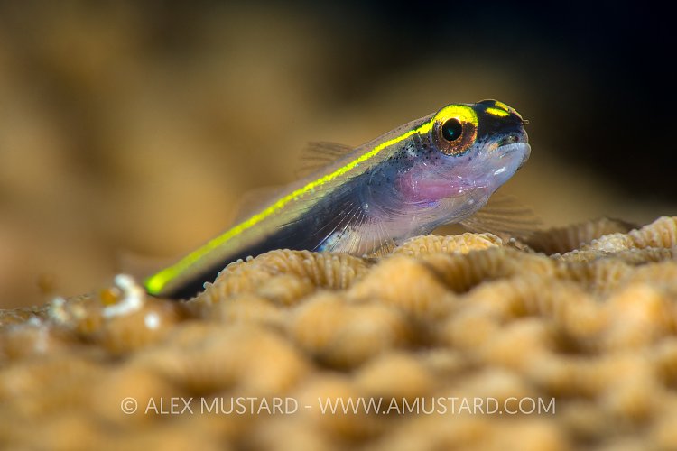 Spotlight Goby. Bahamas