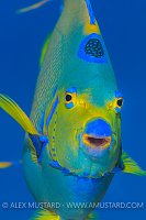 Queen Angel. Bahamas